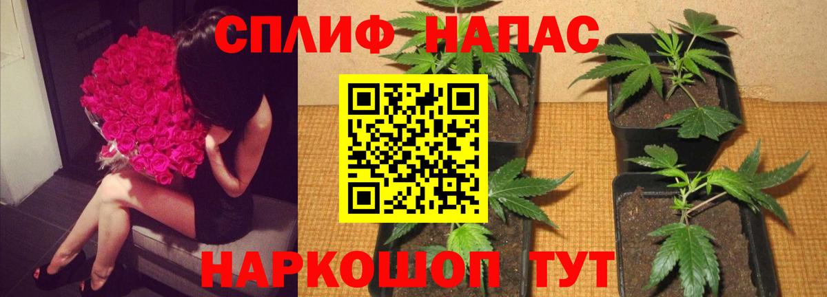 Марихуана сатива  Вход с VPN  Кириши  Шишки марихуана индика 
